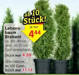Jawoll Lebensbaum Brabant Angebot
