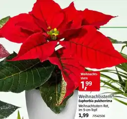 Bauhaus Weihnachtsstern Angebot