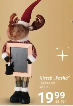 Selgros Hirsch „Pasha“ Angebot