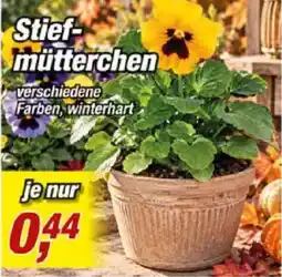 Posten Börse Stiefmütterchen Angebot