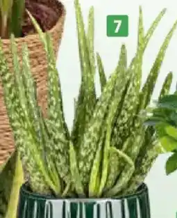 Bauhaus Aloe vera Angebot