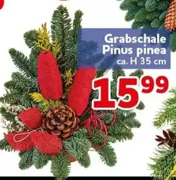 CENTERSHOP Grabschale Pinus pinea Angebot