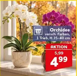 CENTERSHOP Orchidee Angebot