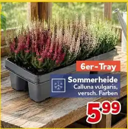 CENTERSHOP Sommerheide Calluna vulgaris, versch. Farben Angebot