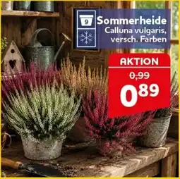 CENTERSHOP Sommerheide Calluna vulgaris, versch. Farben Angebot