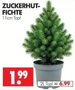 Wreesmann Zuckerhutfichte Angebot