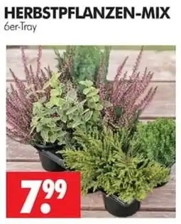 Wreesmann HERBSTPFLANZEN-MIX Angebot