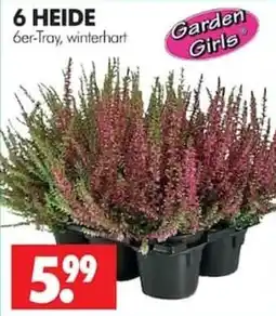 Wreesmann 6 HEIDE Angebot