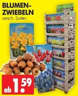 Wreesmann BLUMEN-ZWIEBELN Angebot