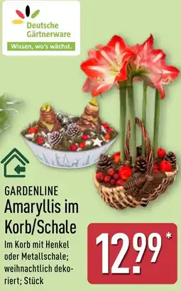 Aldi Nord GARDENLINE Amaryllis im Korb/Schale Angebot
