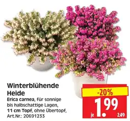 Herkules Baumarkt Winterblühende Heide Angebot