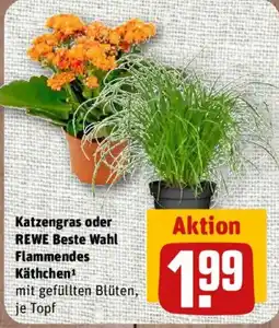 nahkauf Katzengras oder REWE Beste Wahl Flammendes Käthchen Angebot