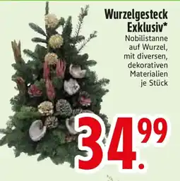Edeka Wurzelgesteck Exklusiv* Angebot