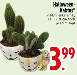 Edeka Halloween-Kaktus* in Mumienkeramik Angebot