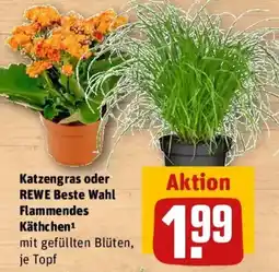 REWE Katzengras oder REWE Beste Wahl Flammendes Käthchen Angebot