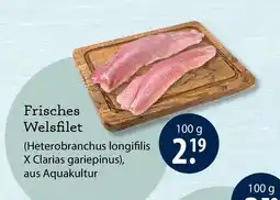 V Markt Frisches Welsfilet Angebot