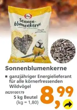 Globus Baumarkt Sonnenblumenkerne Angebot