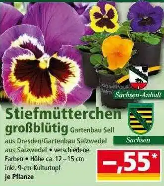 Norma Stiefmütterchen Großblütig Angebot