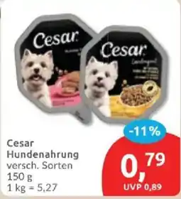 Budni Cesar Hundennahrung Angebot