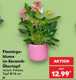 Kaufland Flamingo-blume im Keramik-Übertopf Angebot