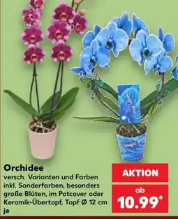 Kaufland Orchidee Angebot