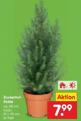 Zuckerhutfichte