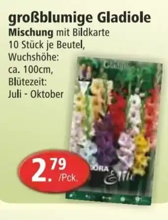 Groschen Grossblumige Gladiolen Mischung Angebot