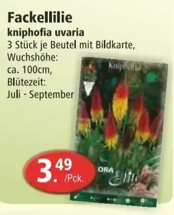 Groschen Fackellilie Kniphofia Uvaria Angebot