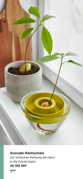 Tchibo Avocado-Keimschale Angebot