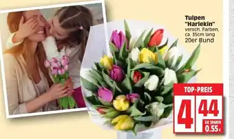 Edeka Tulpen "Harlekin" Angebot