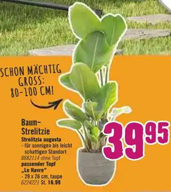 Hornbach Baum-Strelitzie Angebot