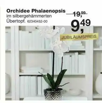 Möbel Schulenburg Orchidee Phalaenopsis Angebot