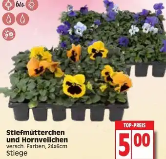 Edeka Stiefmütterchen und Hornveilchen Angebot