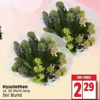 Edeka Hyazinthen Angebot