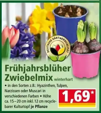 Norma Frühjahrsblüher Zwiebelmix Angebot