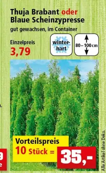 Thomas Philipps Thuja Brabant o. Blaue Scheinzypresse Angebot