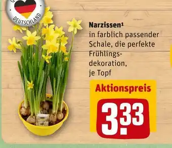 REWE Narzissen Angebot