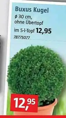 Bauhaus Buxus Kugel Angebot