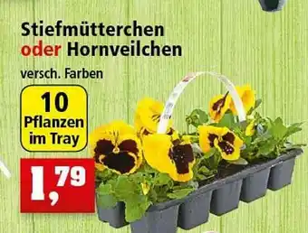 Thomas Philipps Stiefmütterchen Oder Hornveilchen Angebot