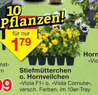 Jawoll Stiefmutterchen o. Hornveilchen 10st Angebot