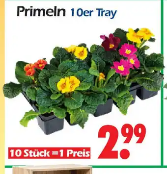 Wreesmann Primeln 10er Tray Angebot