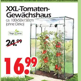 Wreesmann XXL-Tomaten-Gewachshaus 100 x 50 x 150 cm Angebot