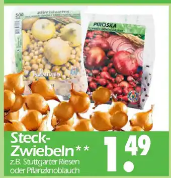 Wreesmann Steck-Zwiebeln Angebot