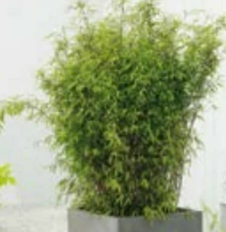 Bambus Black Cherry Angebot bei Aldi Nord