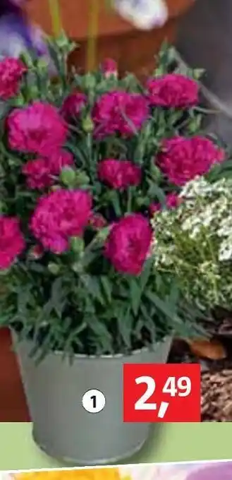 Bauhaus Gartennelke dianthus oscar Angebot