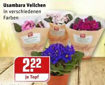 REWE Usambara Veilchen Angebot