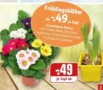 REWE Frühlingsblüher Angebot