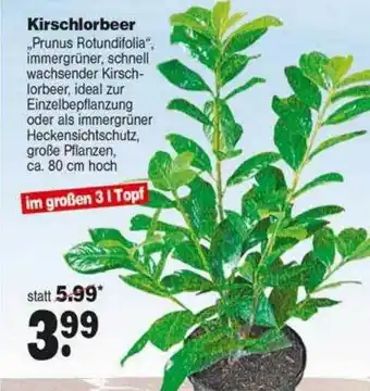 Repo Markt Kirschlorbeer „prunus Rotundifolia“ Angebot