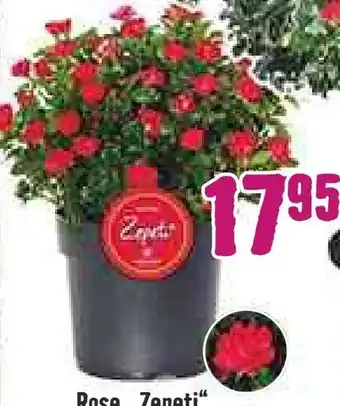 Hornbach Rose Zepeti Angebot