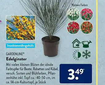 Aldi Süd Gardenline Edelginster Angebot